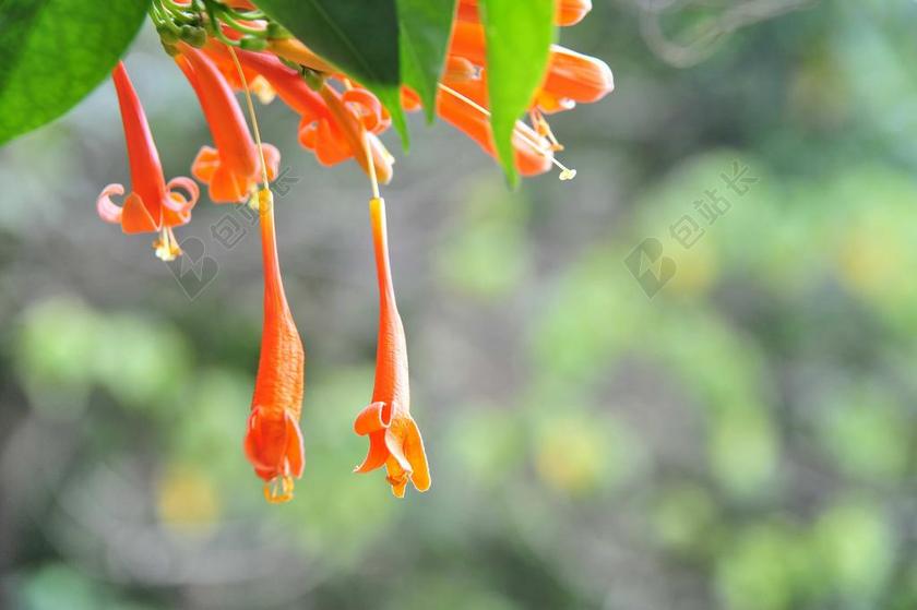 花 生命力 景深、