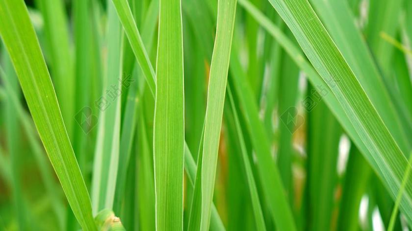 植物清新绿叶背景图片