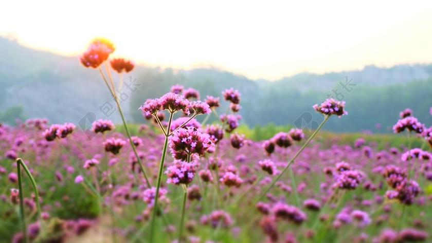 薰衣草 花田 香草