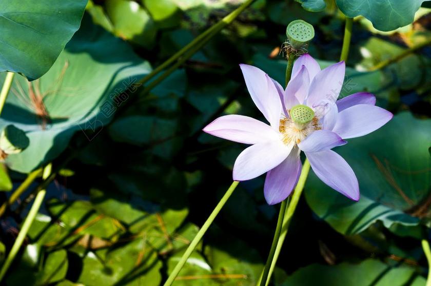 苏州 启园 荷塘 荷花 荷叶 莲藕 绿色 淡紫