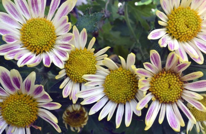 鲜花 开花 美丽 植物 完美的 很有趣的 日惹 梭罗