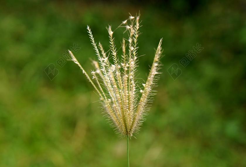 天性 棉花草 蓝色