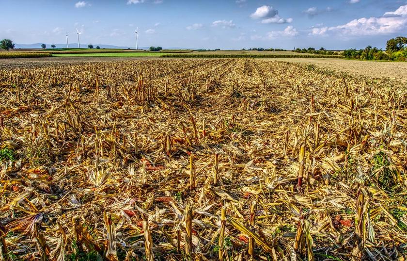 玉米 切断 收获 农业 秸秆 天空 云 面纱 景观 残株