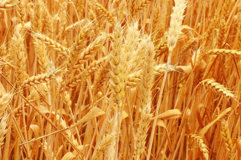 场 粮食 大麦 耳朵 斯洛伐克 谷物