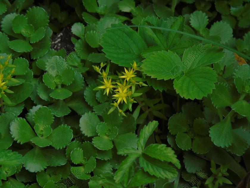 清新花卉绿色植物背景图片