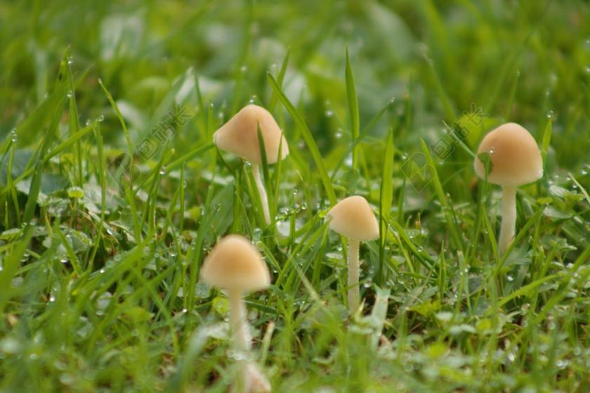 草 罗莎 滴 性质 绿色 叶片 水 滴水滴 蘑菇