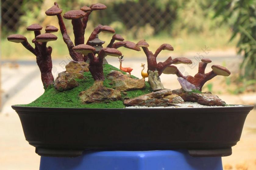 灵芝景观 芝芝土地景观 LINHZI盆景