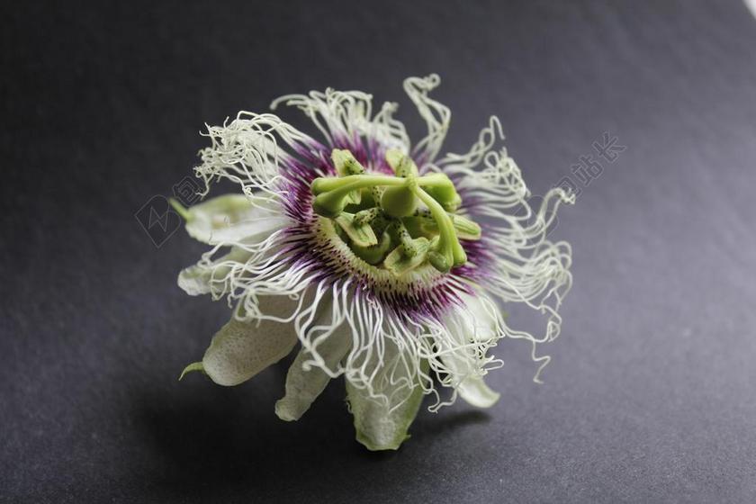 百香果 花 开花 白 卷须 微妙 自然 有趣的 紫色