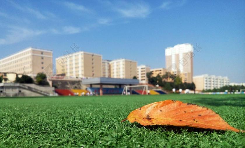 绿色植物绿色草地上的树叶背景图片
