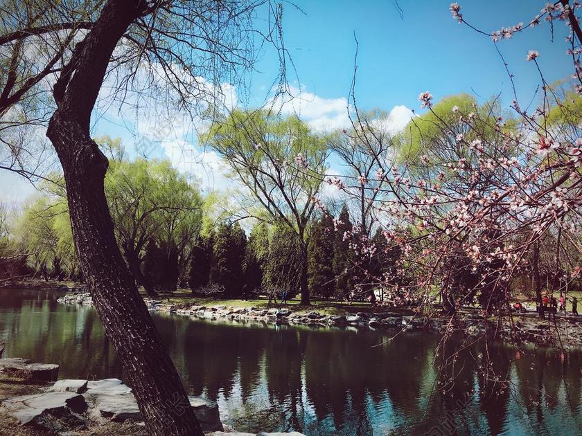 风景 颐和园 树木