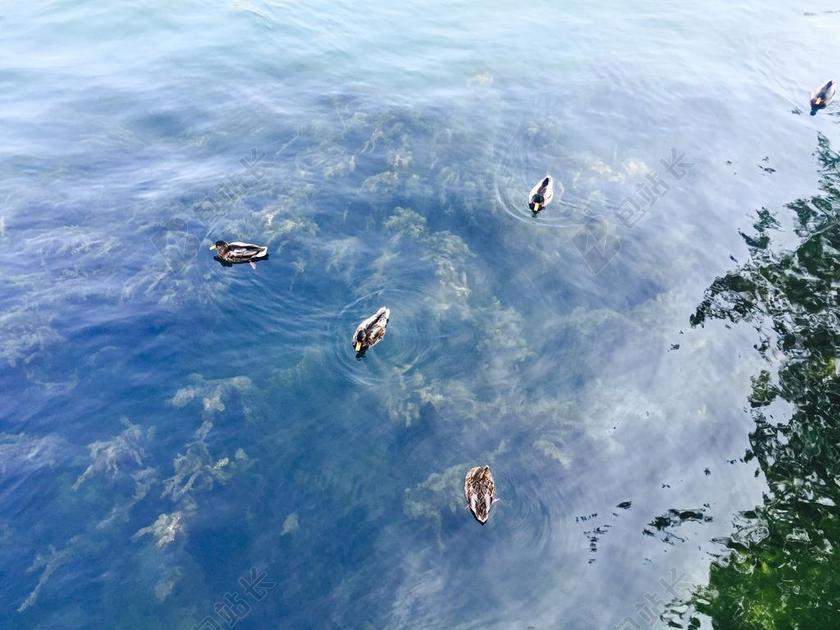 水天一色 水鸟 宁静 平和 世外桃源