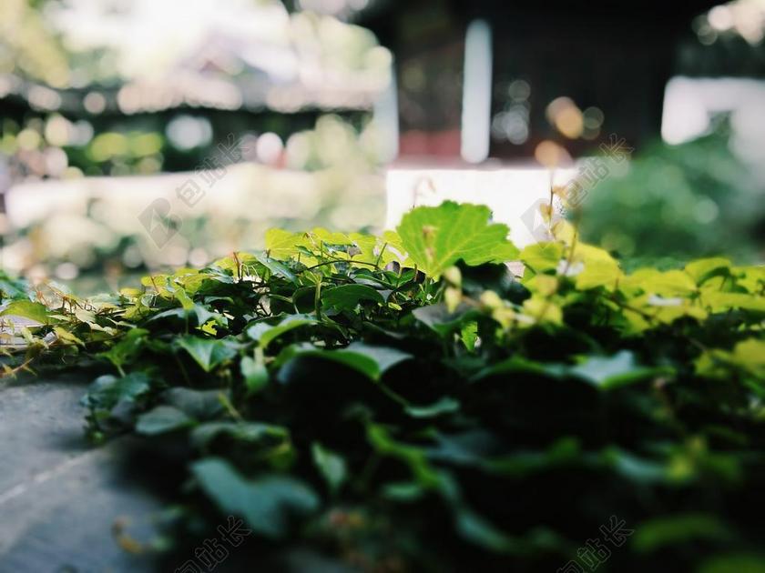荷花 园林 植物 苏州