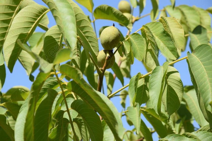 核桃 干果 水果 绿色 植物 骰子