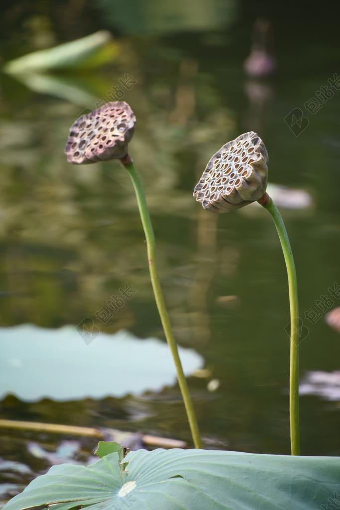 莲藕 秋天 荷叶