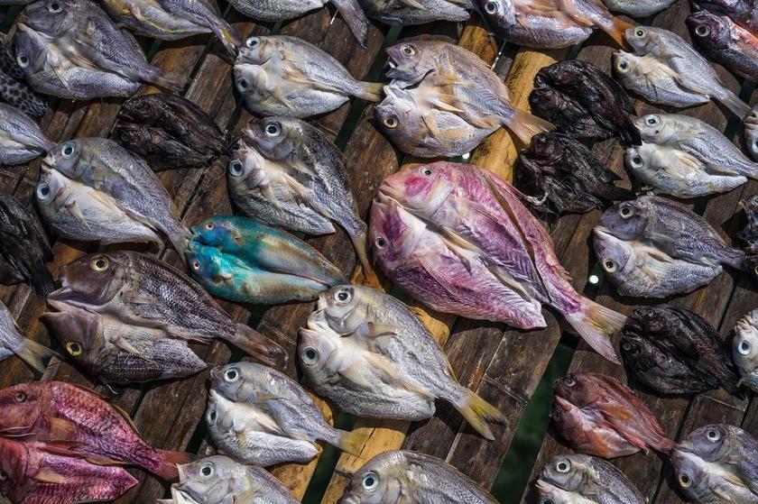 咸鱼 鱼干 色彩