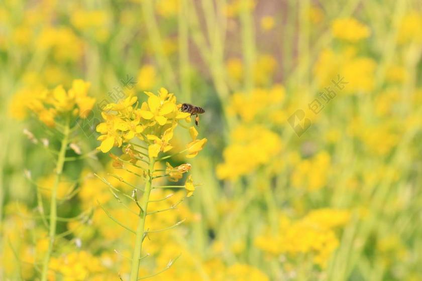 摄影清新油菜花背景图片