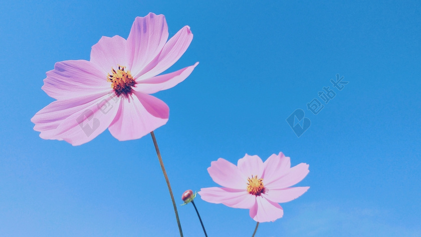 春天清新鲜花草地图片