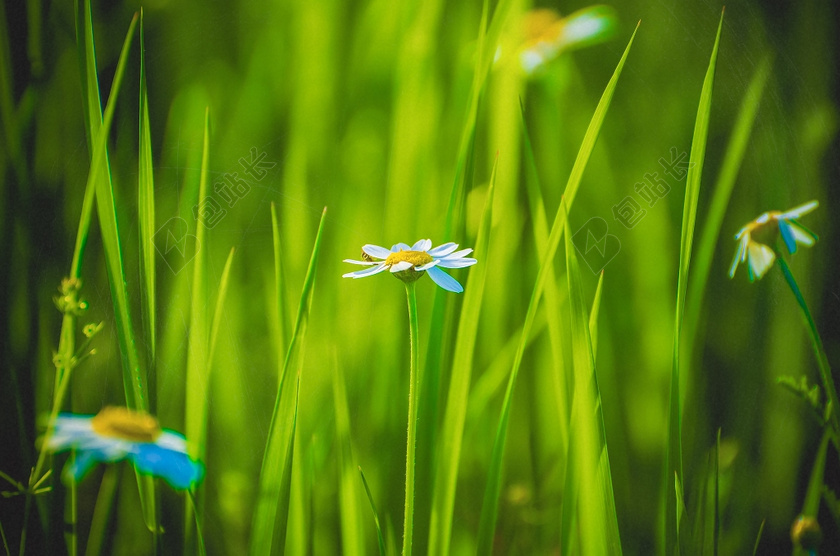 春天清新鲜花草地图片