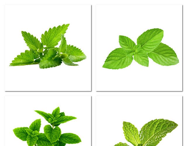 绿色薄荷叶子设计叶素材