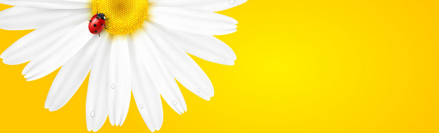 简约鲜花花卉BANNER背景素材