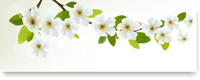 树枝绿色叶子白花背景图