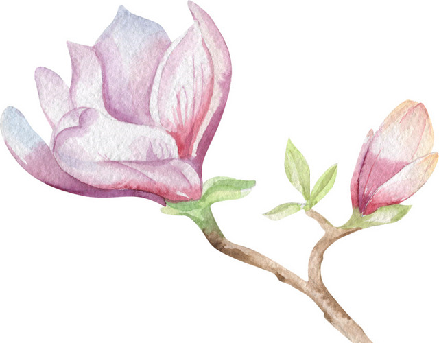 花枝水彩素材
