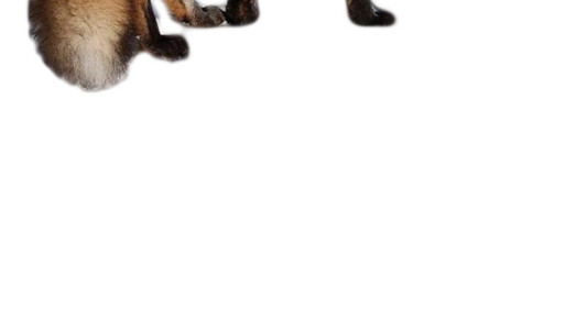 狐狸素材