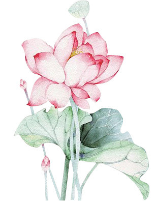 中秋中国风手绘荷花花朵素材