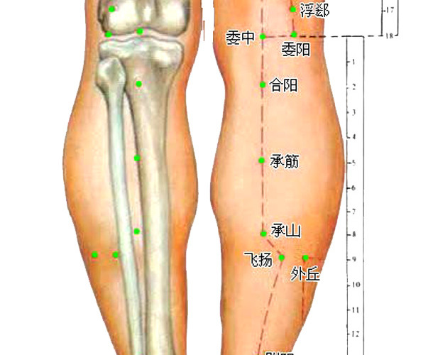 人体骨骼图