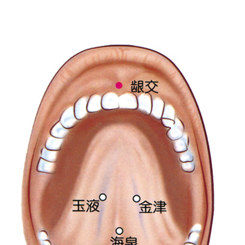 人体口部结构图