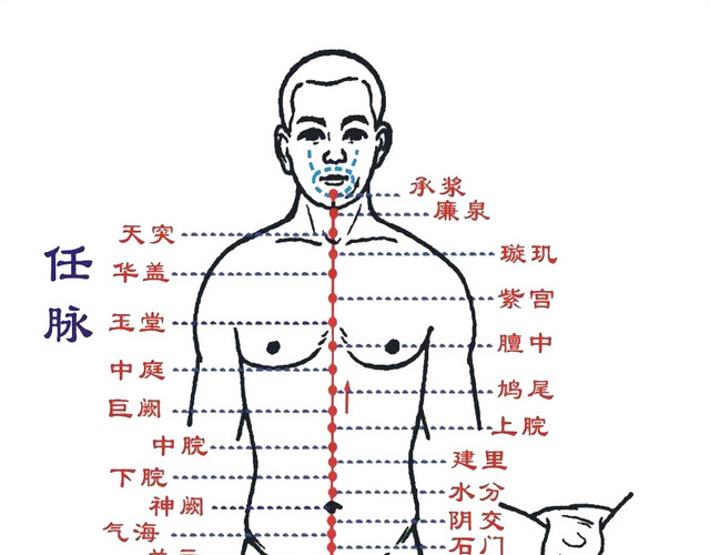 矢量人体结构