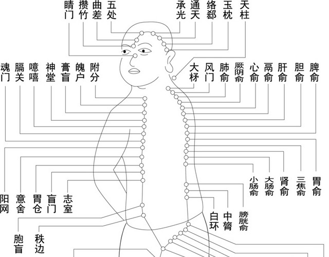 人体结构示意图