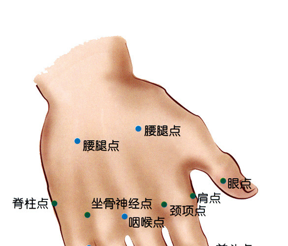 手背结构图