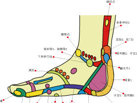 脚部经络图示意图