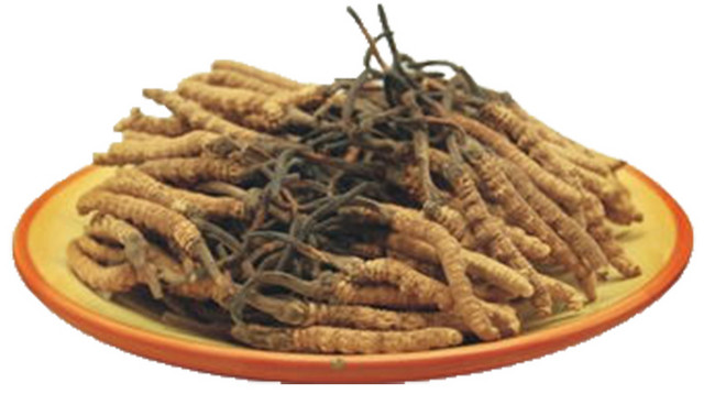 中药冬虫夏草中医