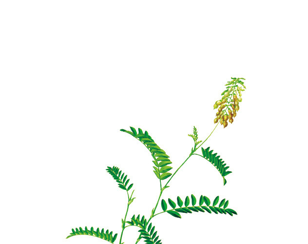 草药滋补中药