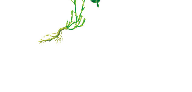 草药滋补中药