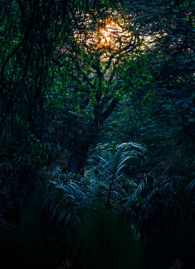 自然黑绿色树林透光阳光背景图片
