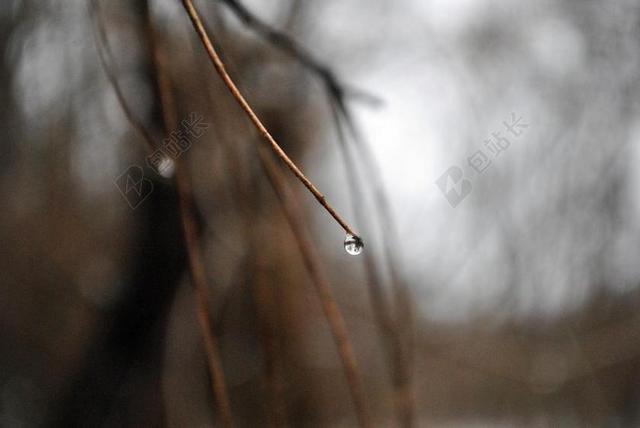 户外自然景观水滴水珠树枝背景图片