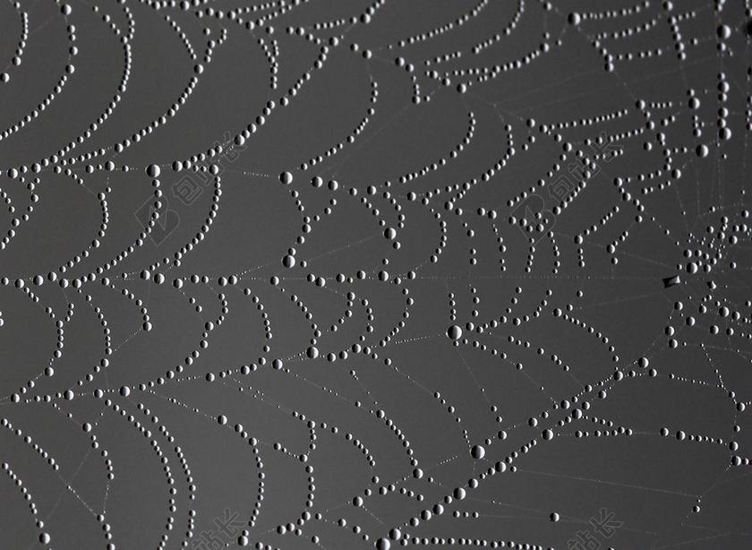 艺术背景黑白装饰蜘蛛织网纹理露水设计背景图片