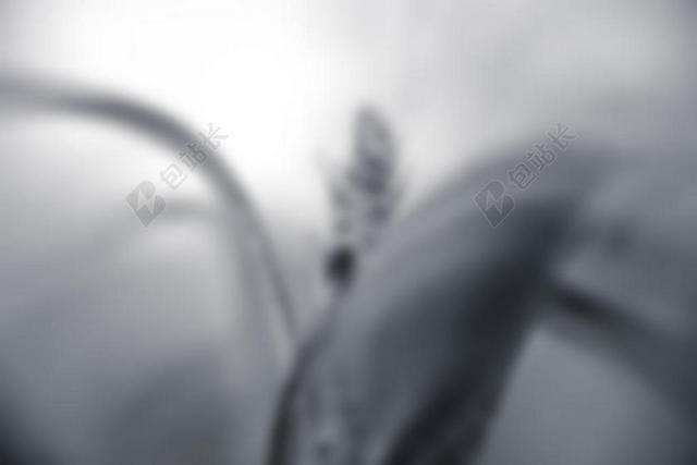 黑白广告唯美模糊鲜花绽开宣传背景图片