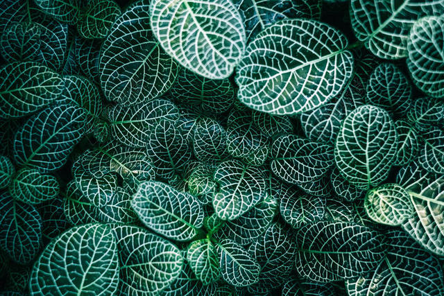 绿色植物条纹网纹草叶片近照植物纹理背景图片