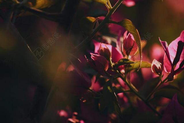 模糊明亮的芽夜晚光花园夏天植物背景图片