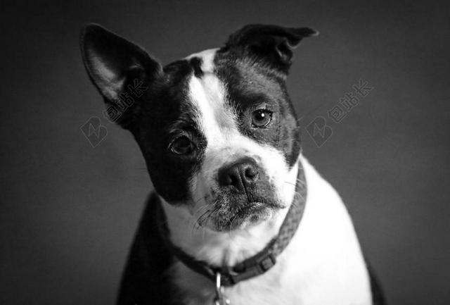 黑白娱乐简约日常健康生活宠物犬背景图片