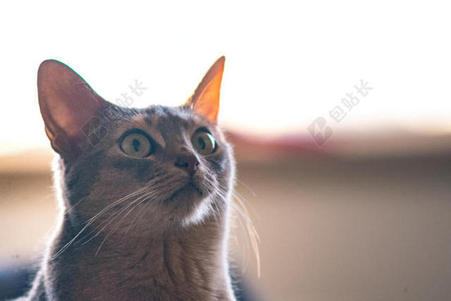 室内宠物猫玩耍背景图片