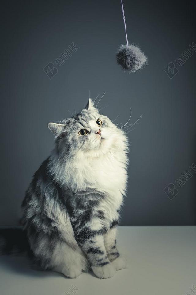 灰白宠物波斯猫可爱玩耍背景图片