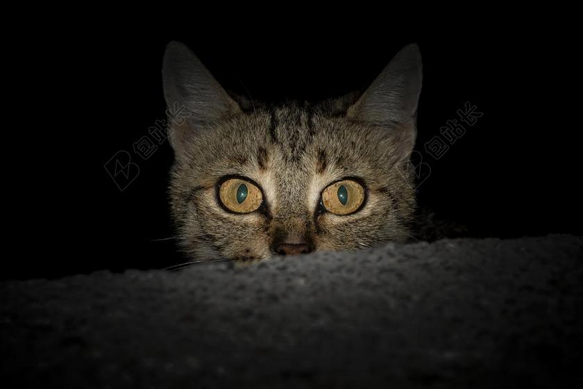 摄像复古风猫咪瞪大眼睛直视宣传背景图片