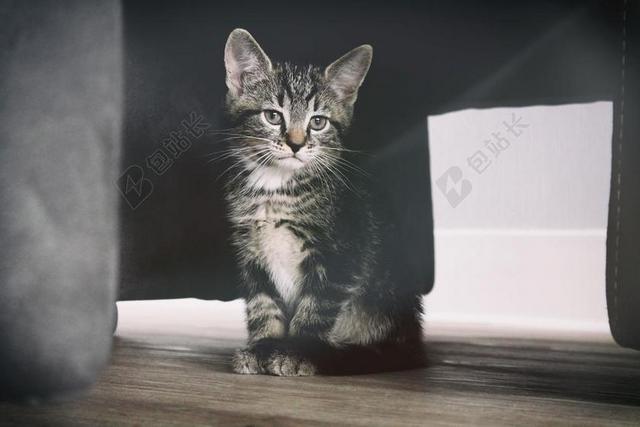 黑色小猫咪蹲在地板上背景图片