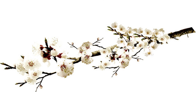 梅花树枝矢量素材