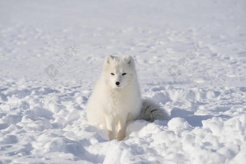 白色艺术唯美雪地狐狸犬科动物冬季背景图片